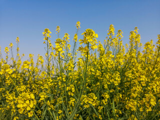 Obraz premium Mustard Flowers