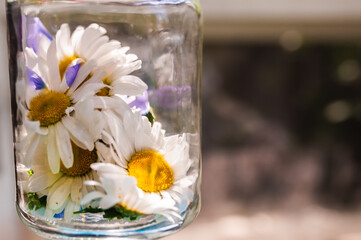 Chamomile flowers in a glass jar on a neutral brown background. The concept of medicine, cosmetics, perfume