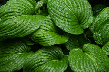 The texture of the hosta leaves in the drops after the rain.