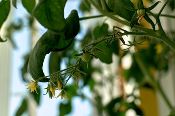 Small tomato fruit on a Bush. Growing tomatoes at home on the windowsill. Blossoming bushes of tomatoes. Tomato seedlings on the windowsill in the apartment.