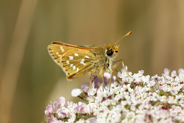A Silver-spotted Skipper Butterfly sitting on small white flowers.