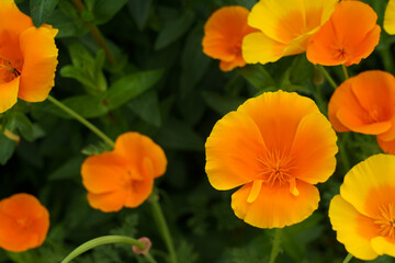  Cup-shaped Yellow and orange California Poppies.