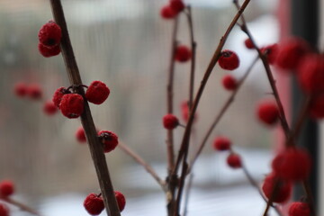 Rote Beeren im Winter
