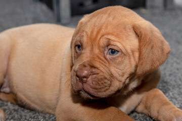 A portrait shot of Mabel, a beautiful 5 week old French Mastiff (Dogue de Bordeaux) puppy, laid on the floor watching what's going on nearby.