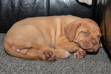 A portrait shot of Mabel, a beautiful 5 week old French Mastiff (Dogue de Bordeaux) puppy, laid on the floor asleep.