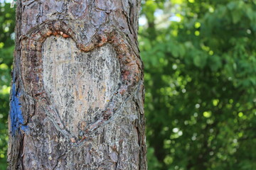Fototapeta premium Heart carved into tree