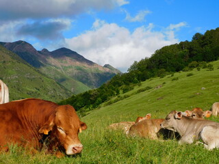 Vacas descansando en un prado
