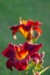 red daylily