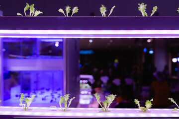 Organic hydroponic vegetable grow with LED Light Indoor farm, Agriculture Technology.