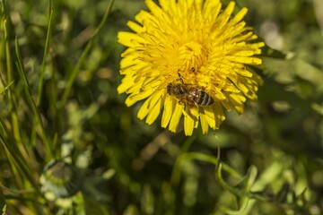 Macro view of bee on yellow dandelion isolated. Gorgeous nature backgrounds. Nature insects concept.
