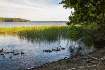 View of group of ducks on lake. Birds concept. Beautiful nature backgrounds. 