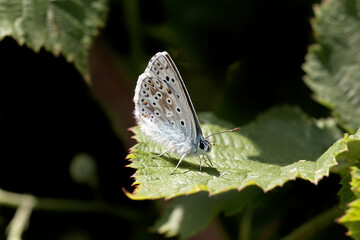 A Chalk Hill Blue Butterfly perched on a Bramble leaf.
