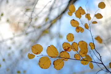 autumn background blurred bokeh landscape trees, leaves and sky. Yellow autumn leaves.