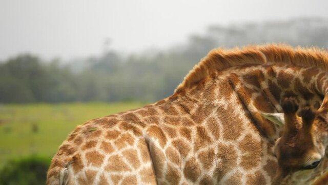 Tracking shot of giraffe profile grooming itself