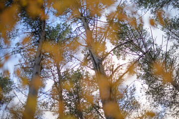 autumn background blurred bokeh landscape trees, leaves and sky. Yellow autumn leaves.