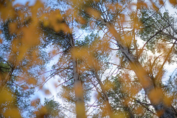 autumn background blurred bokeh landscape trees, leaves and sky. Yellow autumn leaves.
