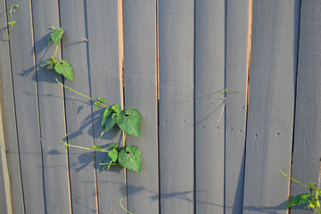 A Grey Fence with Green Leaves