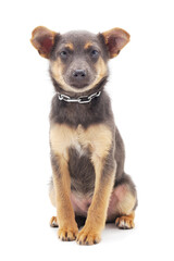 One little dog.