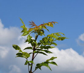 green leaves on blue sky background