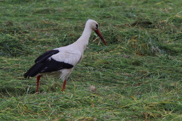 Storch auf Nahrungssuche auf einer Wiese