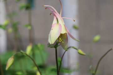 aquileia flower in the garden