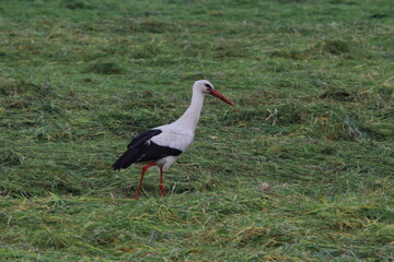 Storch auf Nahrungssuche auf einer Wiese