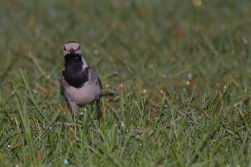 Bachstelzee auf dem Gras laufend