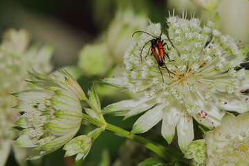 Blühende Sterndolde mit Insekten auf den Blüten