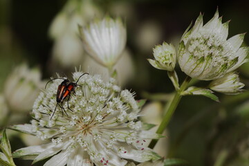 Blühende Sterndolde mit Insekten auf den Blüten