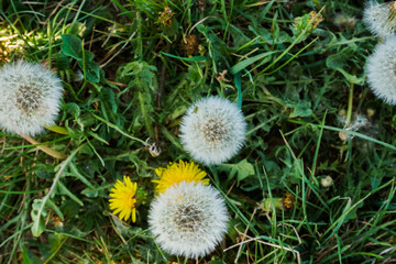 Dandelion In Field At Sunset - Freedom to Wish