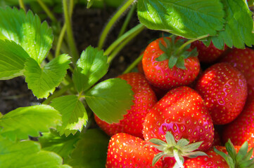 Strawberry. Fresh organic berries. Fruit background