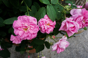 Fine art image of beautiful pastel roses in dark garden. Valentine and bridal vintage card design.