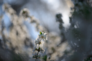 Cherry Blossom with Soft focus and color filter. Sakura season Background. Весна. Вишня. Cherry Blossom with Soft focus and color filter, Sakura season Background. Шмель. Бабочка