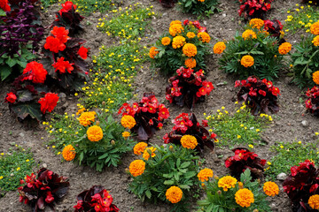 Flowers wall background with amazing red,orange,pink,purple,green and white chrysanthemum flowers ,Wedding decoration, hand made Beautiful flower wall background