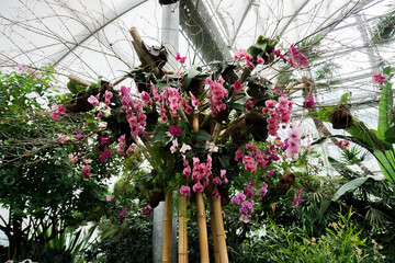 beautiful orchid flower blooming at rainy season