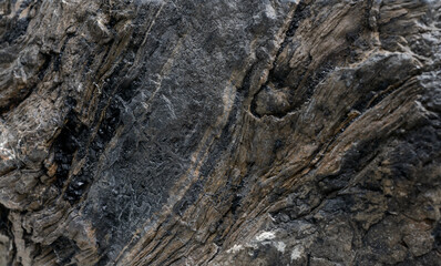 Petrified wood texture. Окаменелое дерево.