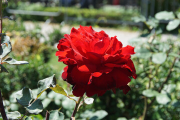 Rosa Rossa in un giardino estivo