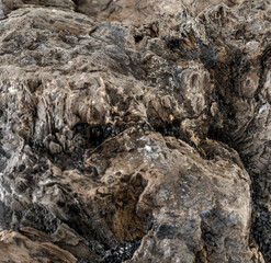 Petrified wood texture. Окаменелое дерево.