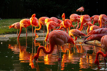 A flock of pink flamingos in the lake at sunset.