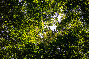 Fototapeta na wymiar Green leaves on the sky background