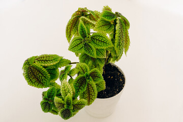 Young small sprawling beautiful bush of a house plant Pilea involucrata Moon Valley in a white...