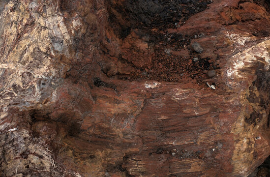 Petrified wood texture. Окаменелое дерево.