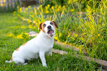 Dog Jack Russell Terrier is sitting in a garden on the green grass,lit by the sun and smiling,opened her mouth,looks up and to the side.Funny dog ​​stuck out his tongue.Dog Day,Pet Day.Selective focus