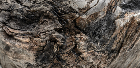 Petrified wood texture. Окаменелое дерево.
