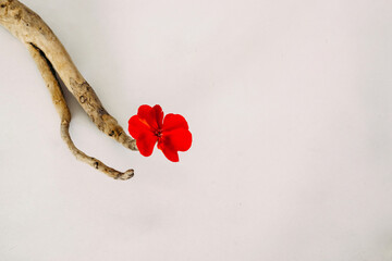 Flower arrangement on a white background from dry plants, a smooth tree branch from which a bright red geranium flower sticks out. Floritic photography for writing text.