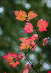 autumn background blurred bokeh landscape trees, leaves and sky. Yellow autumn leaves.