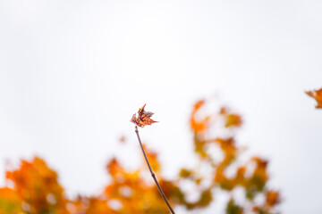 autumn background blurred bokeh landscape trees, leaves and sky. Yellow autumn leaves.