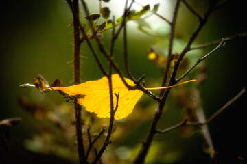 autumn background blurred bokeh landscape trees, leaves and sky. Yellow autumn leaves.