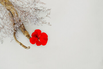 Flower arrangement on a white background from dry plants, a smooth tree branch from which a bright red geranium flower sticks out. Floritic photography for writing text.