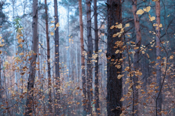 Fototapeta premium autumn background blurred bokeh landscape trees, leaves and sky. Yellow autumn leaves. Autumn forest